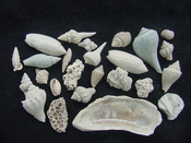 Fossil shell collections small sea shells 25 pieces sp 4
