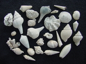 Fossil shell collections small sea shells 25 pieces sp 2