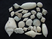 Fossil shell collections small sea shells 25 pieces sp 2