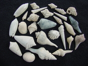Fossil shell collections small sea shells 25 pieces sp 12