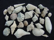 Fossil shell collections small sea shells 25 pieces sp 13