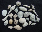 Fossil shell collections small sea shells 25 pieces sp 17