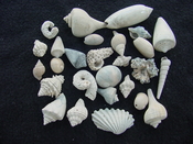 Fossil shell collections small sea shells 25 pieces sp 18