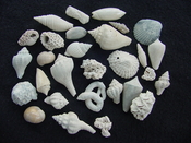 Fossil shell collections small sea shells 25 pieces sp 19