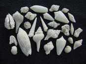 Fossil shell collections small sea shells 25 pieces sp 20