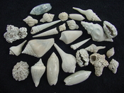 Fossil shell collections small sea shells 25 pieces sp 25