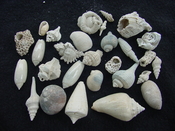 Fossil shell collections small sea shells 25 pieces sp 30