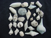 Fossil shell collections small sea shells 25 pieces sp 31