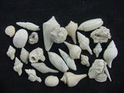 Fossil shell collections small sea shells 25 pieces sp 34