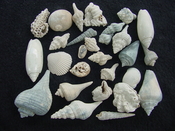 Fossil shell collections small sea shells 25 pieces sp 38