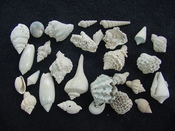 Fossil shell collections small sea shells 25 pieces sp 39