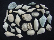 Fossil shell collections small sea shells 25 pieces sp 40