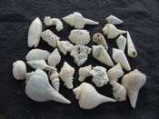Fossil shell collections small sea shells 25 pieces sp 14