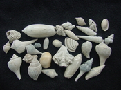 Fossil shell collections small sea shells 25 pieces sp 48