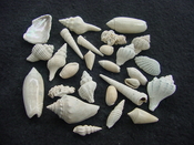 Fossil shell collections small sea shells 25 pieces sp 75