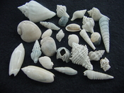 Fossil shell collections small sea shells 25 pieces sp 85