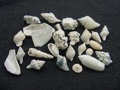 Fossil shell collections small sea shells 25 pieces sp 86