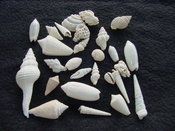 Fossil shell collections small sea shells 25 pieces sp 45