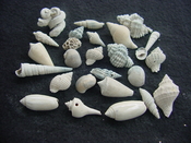 Fossil shell collections small sea shells 25 pieces sp 87