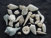 Fossil shell collections small sea shells 25 pieces sp 44