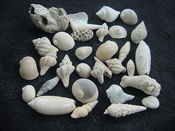 Fossil shell collections small sea shells 25 pieces sp 8