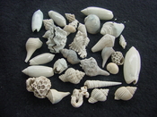 Fossil shell collections small sea shells 25 pieces sp 8