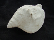 Macrostrombus brachior fossil strombus extinct shell sb2