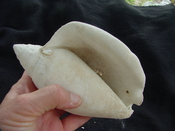 Macrostrombus brachior fossil strombus extinct shell sb2