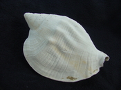 Macrostrombus brachior fossil strombus extinct shell sb3