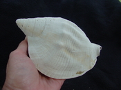 Macrostrombus brachior fossil strombus extinct shell sb3