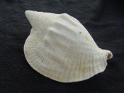Macrostrombus leidyi fossil strombus extinct shell sl 1