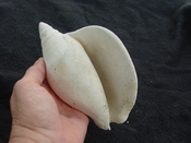 Macrostrombus leidyi fossil strombus extinct shell sl 1