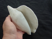 Macrostrombus leidyi fossil strombus extinct shell sl 4