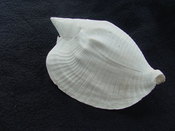 Macrostrombus leidyi fossil strombus extinct shell sl 3