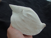 Macrostrombus leidyi fossil strombus extinct shell sl 3