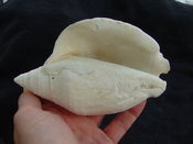 Macrostrombus leidyi fossil strombus extinct shell sl 9