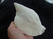 Macrostrombus leidyi fossil strombus extinct shell sl 9