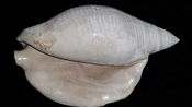 Macrostrombus leidyi fossil strombus extinct shell str31