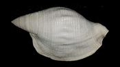 Macrostrombus leidyi fossil strombus extinct shell str31