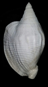 Macrostrombus leidyi fossil strombus extinct shell str32