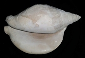 Macrostrombus leidyi fossil strombus extinct shell str32