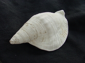 Macrostrombus leidyi fossil strombus extinct shell sl 6