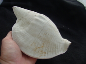 Macrostrombus leidyi fossil strombus extinct shell sl 6