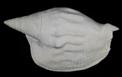 Macrostrombus leidyi fossil strombus extinct shell byn46