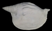 Macrostrombus leidyi fossil strombus extinct shell byn46