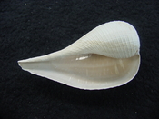 Ficus caloosahatchiensis fragile fossil shell gastropod ff 12