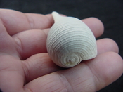 Ficus caloosahatchiensis fragile fossil shell gastropod ff 12