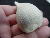 Ficus caloosahatchiensis fragile fossil shell gastropod ff 5