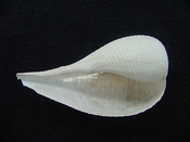 Ficus caloosahatchiensis fragile fossil shell gastropod ff 5