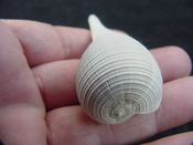 Ficus caloosahatchiensis fragile fossil shell gastropod ff 11